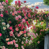 Flor do Paraíso – Sementes Rosa Éden Original