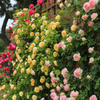 Flor do Paraíso – Sementes Rosa Éden Original
