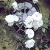 Flor do Paraíso – Sementes Rosa Éden Original