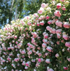Flor do Paraíso – Sementes Rosa Éden Original