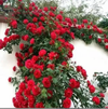 Flor do Paraíso – Sementes Rosa Éden Original