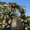 Flor do Paraíso – Sementes Rosa Éden Original