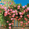 Flor do Paraíso – Sementes Rosa Éden Original